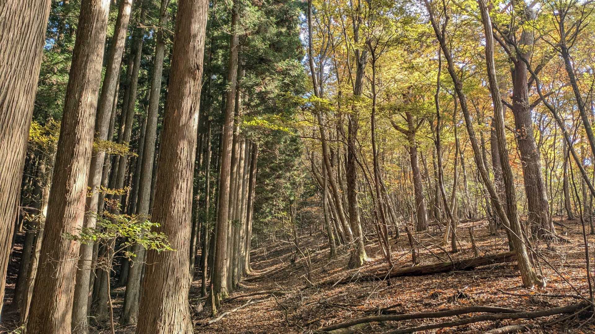 この辺で紅葉🍁出てきました😙