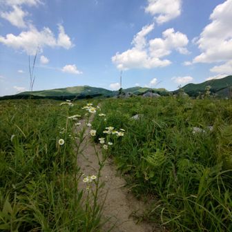 登山道沿いに、たくさんのヒメジョオン