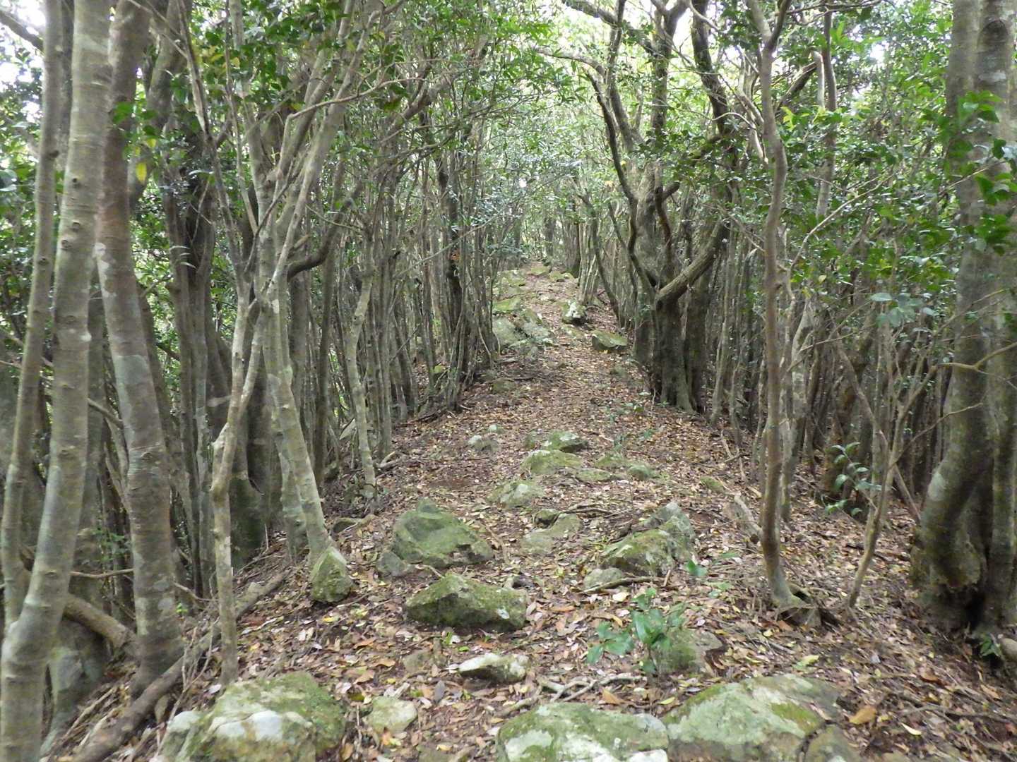 七ッ岳 周回コースの写真
