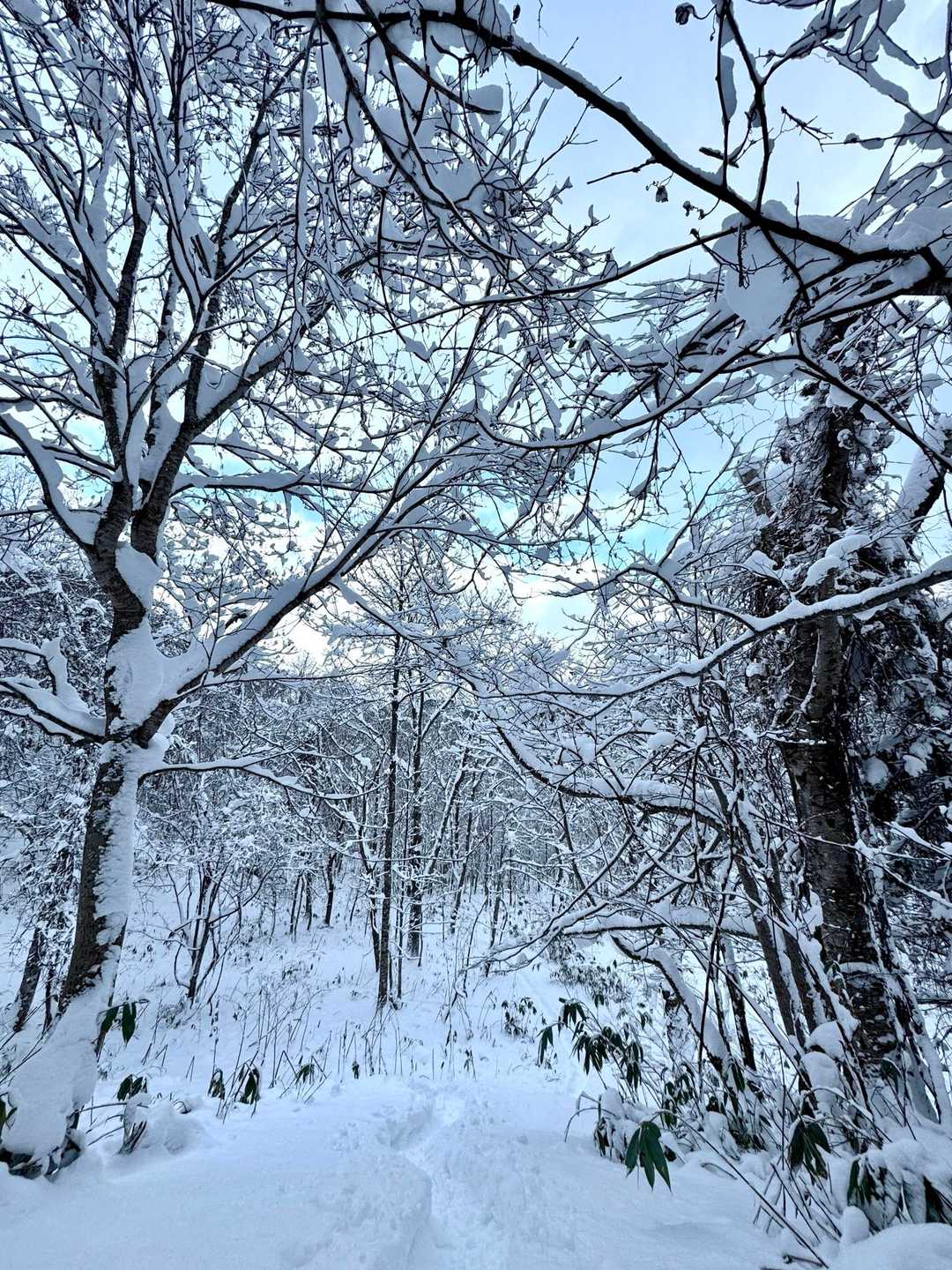 この雪景色が見たくて…
来て良かった✨️(*ˊᵕˋ*)