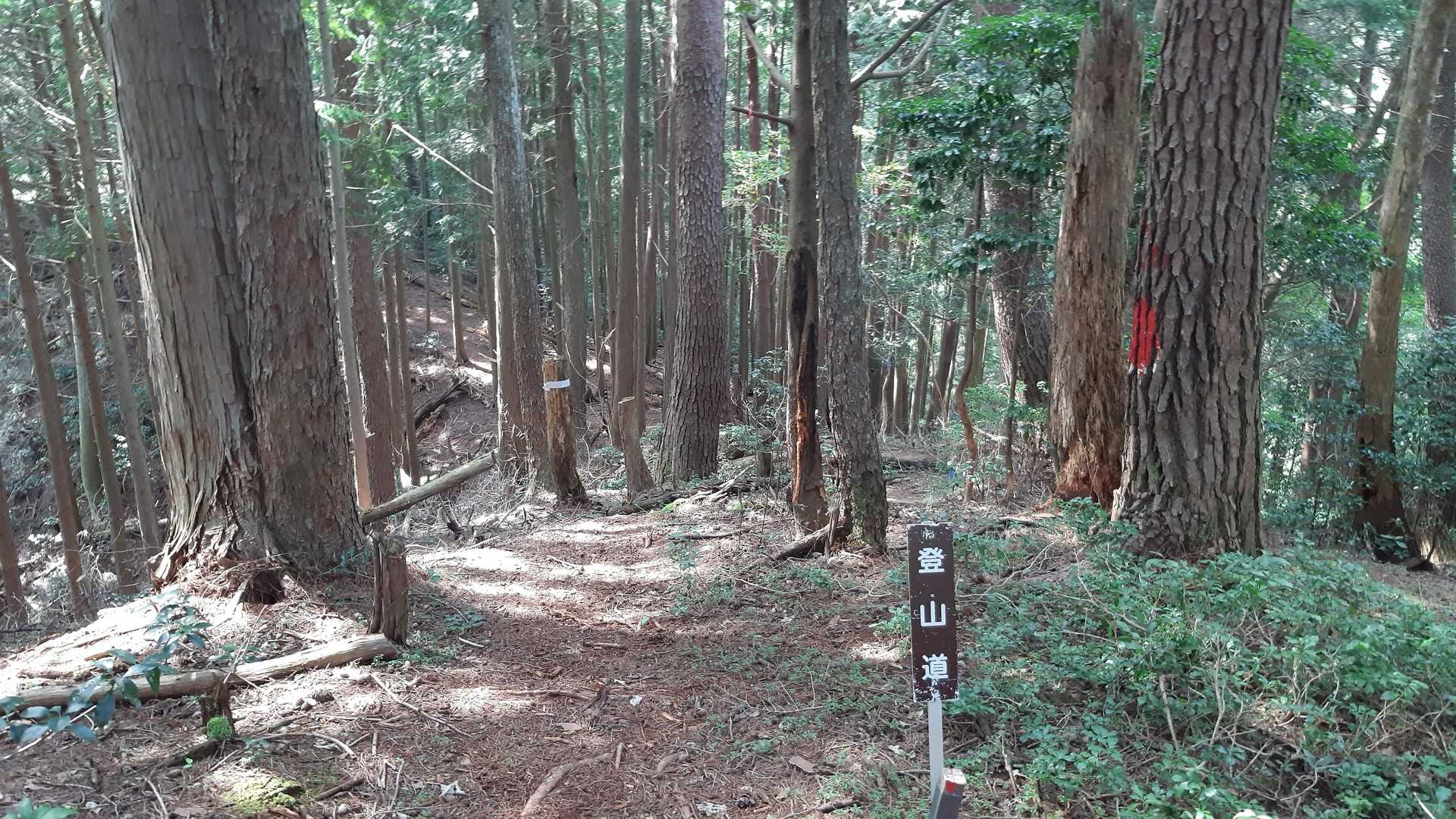 健康診断ですが、不整脈があったと初めて言われました。。。