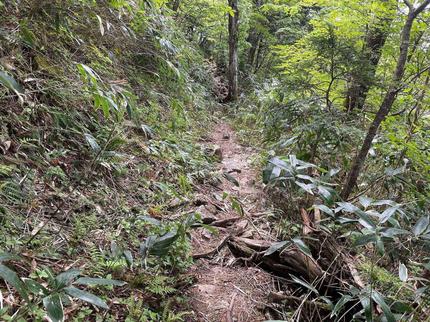 長い長い九十九折りを〜
ひたすらゆっくりゆっくり下ってく〜