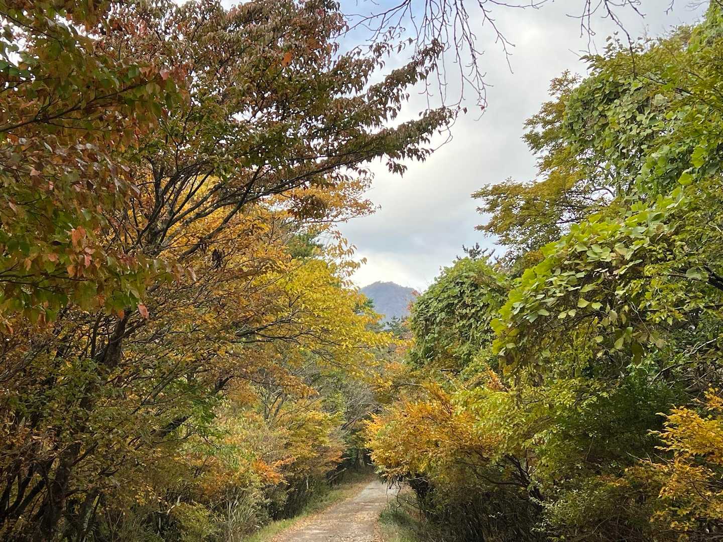 進む先に金時山⛰️
