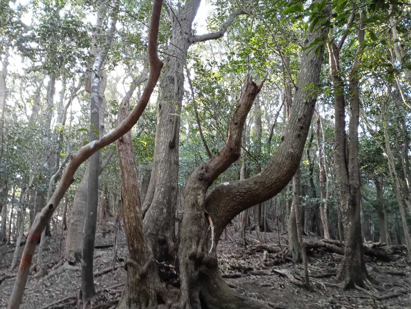 ウバメガシが沢山あります