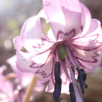　　　そろそろお楽しみの岩宿博物館へ