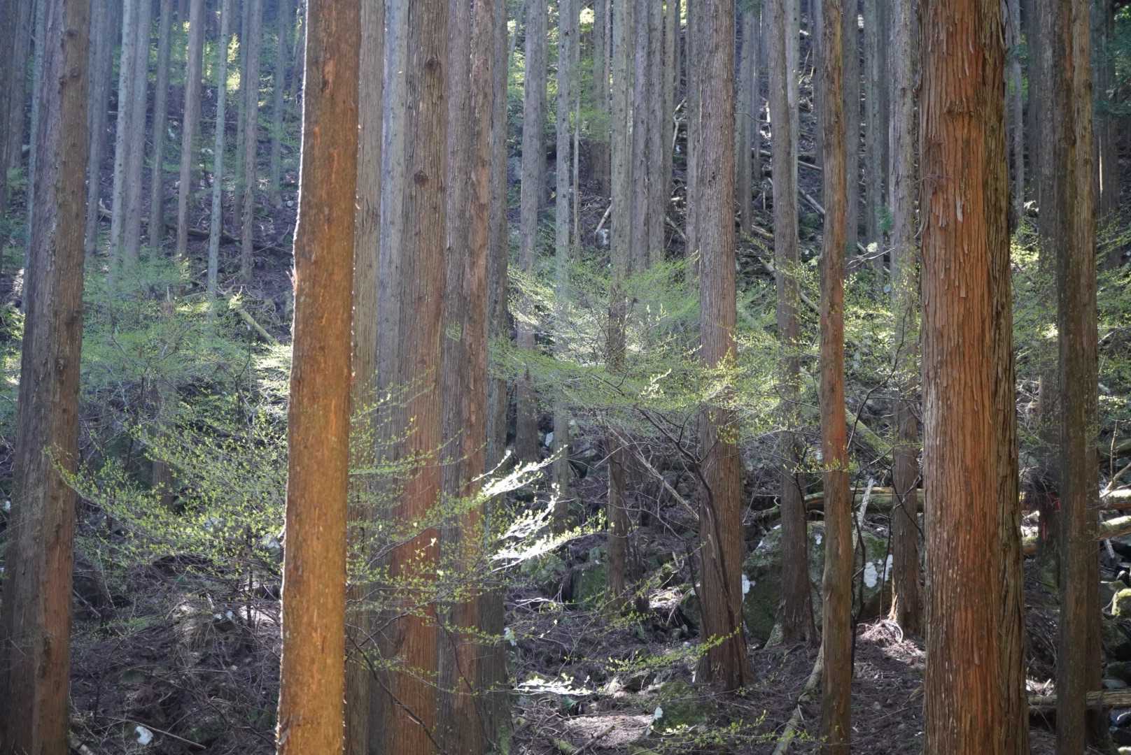 レース💚