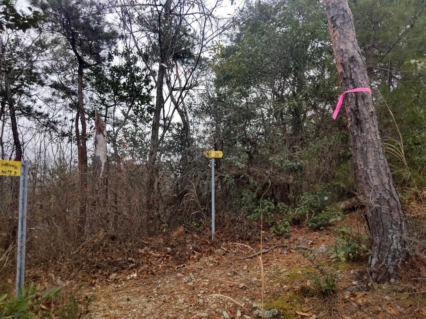 分岐  山頂は左側へ