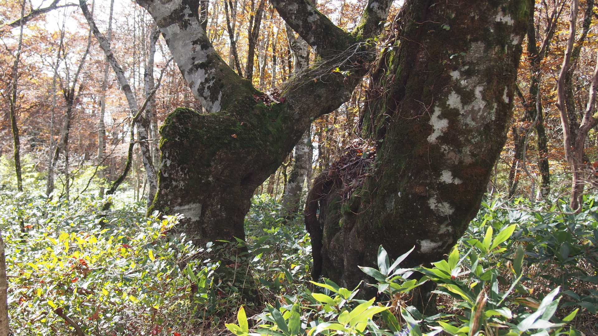 比婆山-池ノ段-立烏帽子山 周回コースの写真