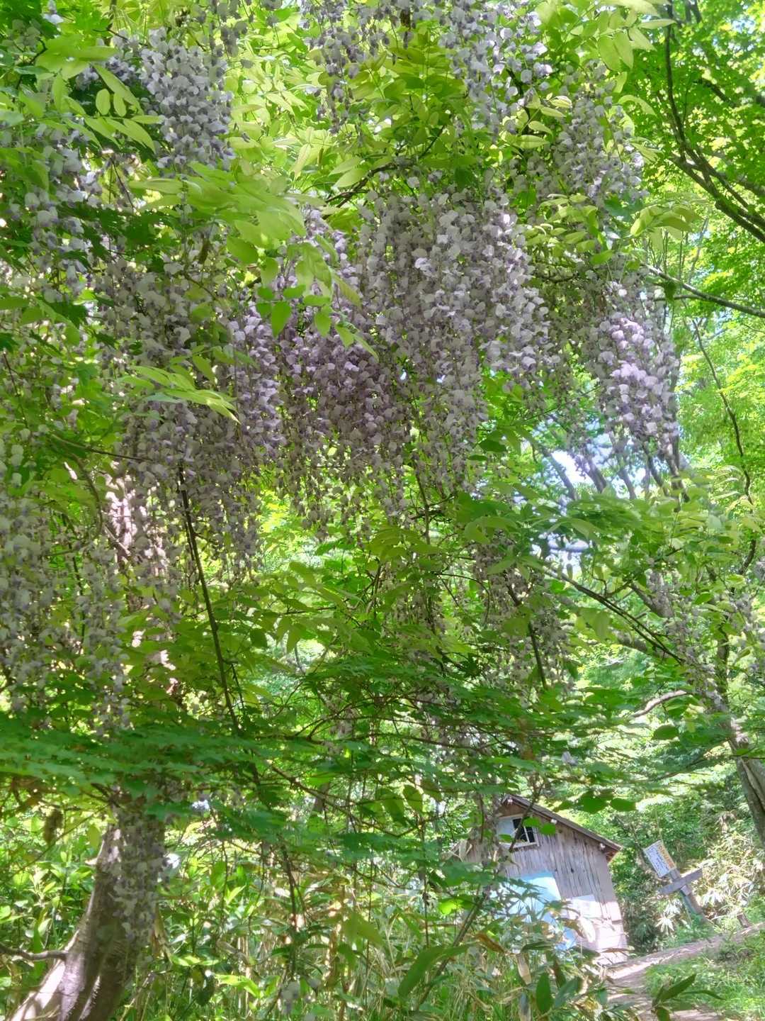 月惜小屋の前に藤棚ができた
甘~い香りに誘われ
蜂も寄って来るよね👍