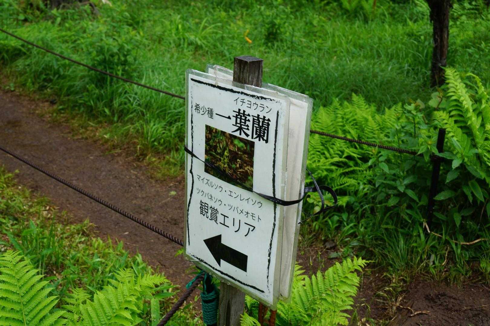 と思いきや、一葉蘭が咲いているそうです。お目にかかったことがありません。ドキドキ