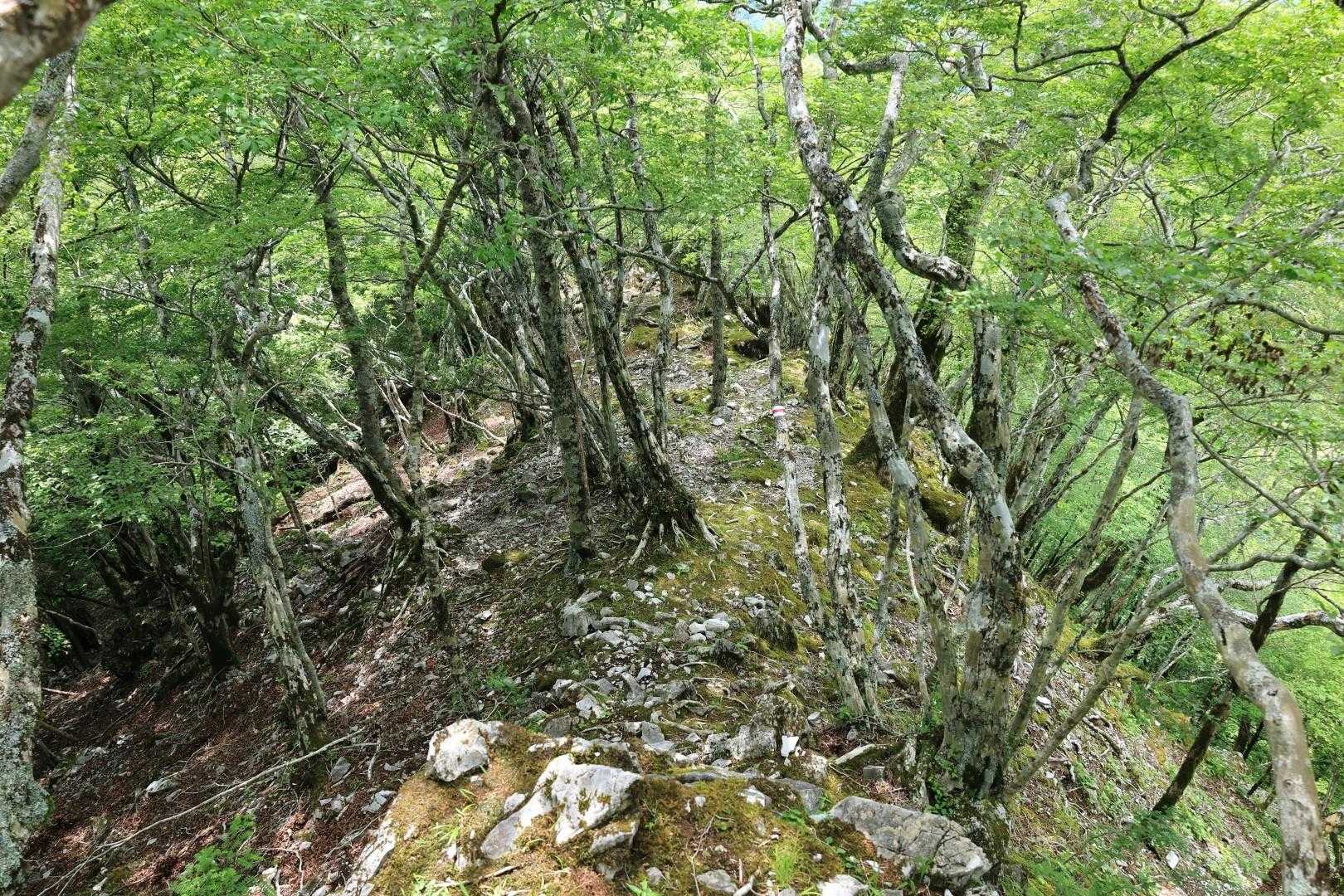 岩から石ころへと変わるが歩きにくい