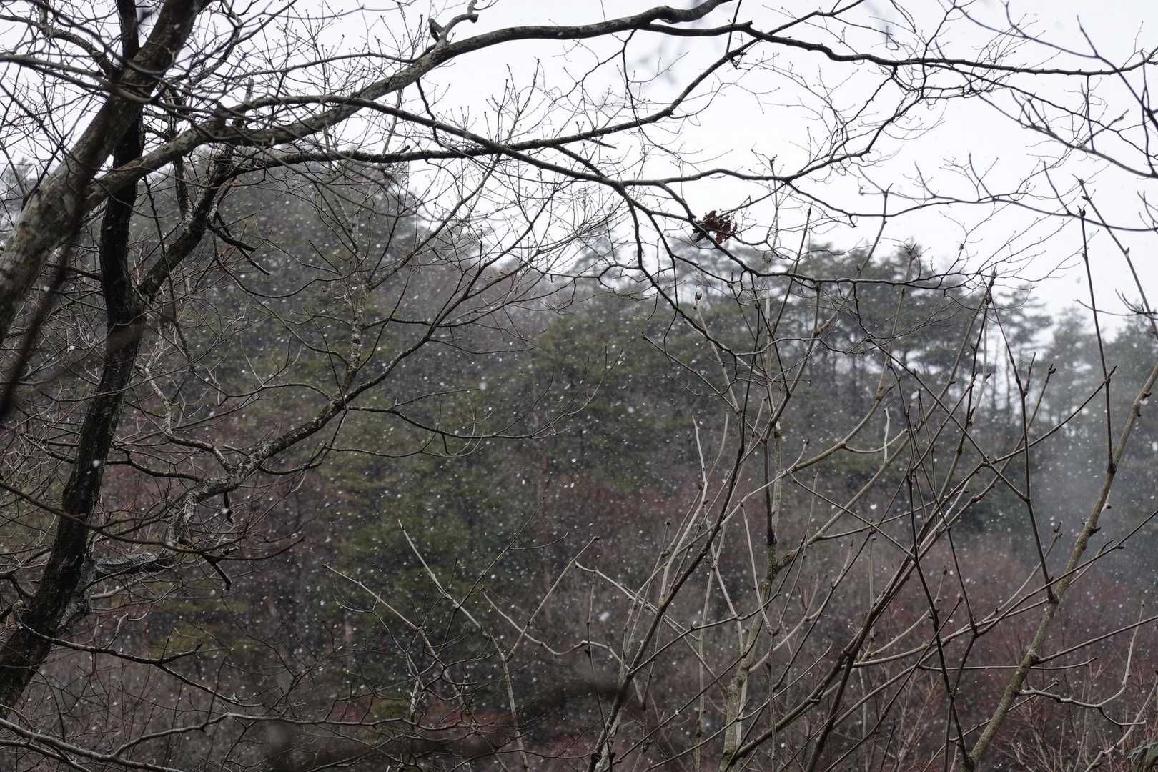 止んだかな？と思えば真横に吹き荒れる雪❄️
まさに吹雪💦
風速13m予報でした🌪