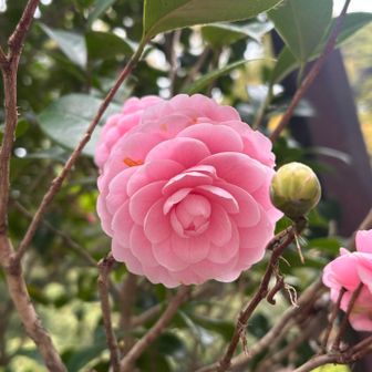 八重の椿も綺麗