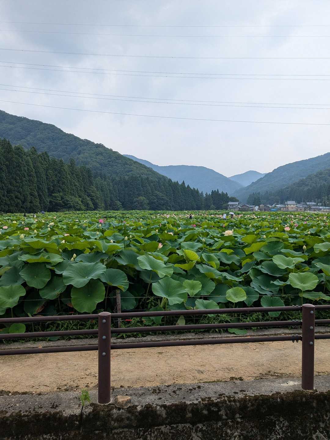 第三登山口-杣山 周回コースの写真