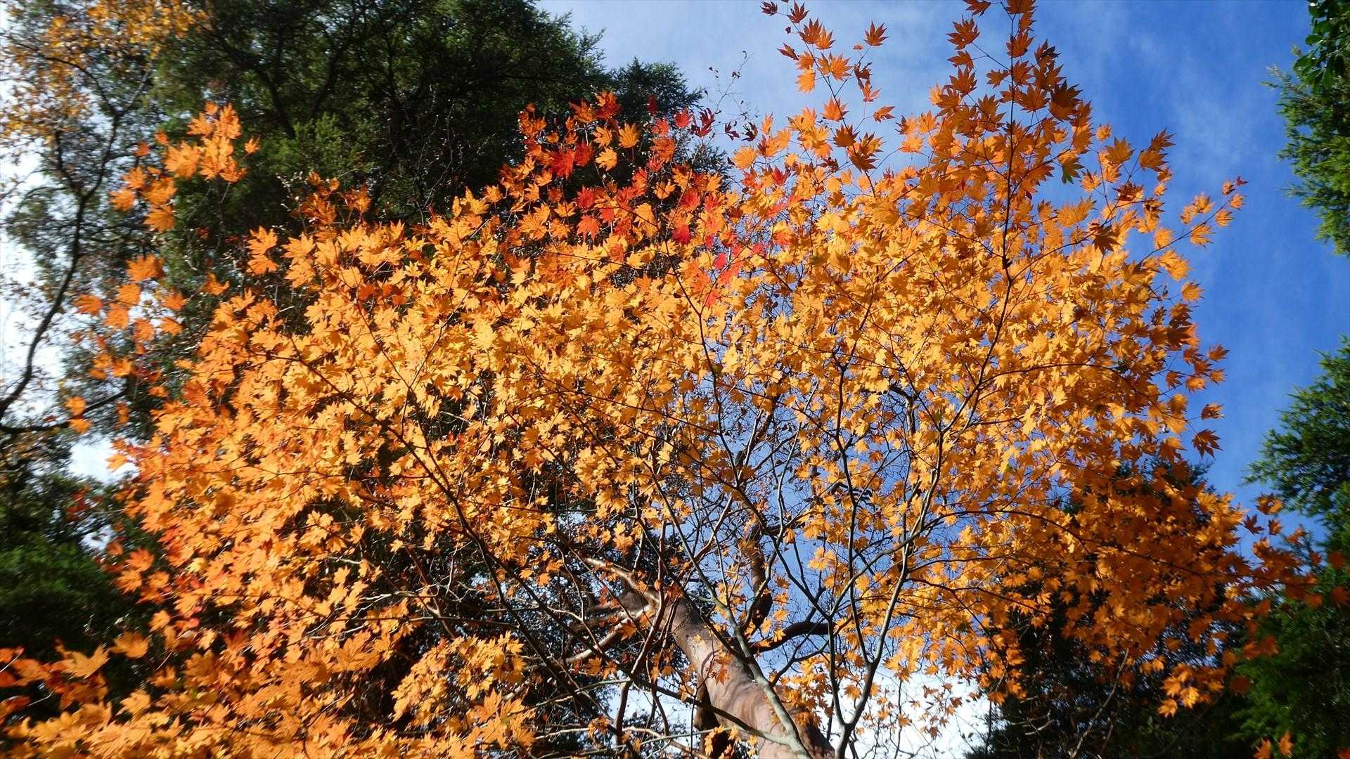 上畑バス停-障子岩 往復コースの写真