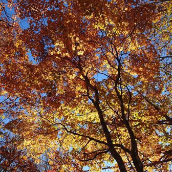 朝の美しい紅葉。