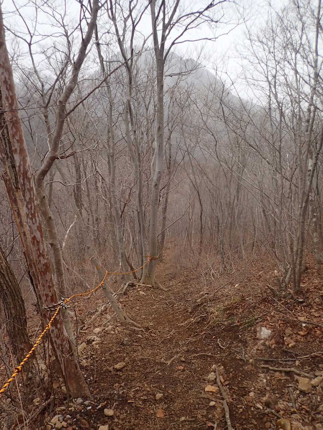 信楽寺跡登山口-松倉山-撫倉山 周回コースの写真