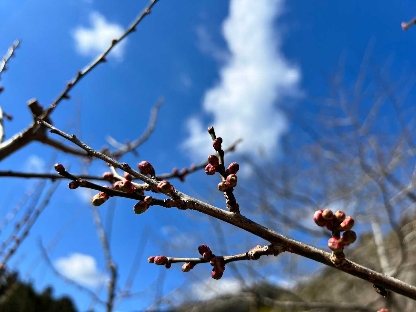 明谷梅林の梅はまだこんな感じ。明谷梅林は来週から開園ですね😌
https://www.awanavi.jp/spot/21075.html