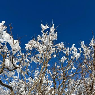 氷の花が咲いています