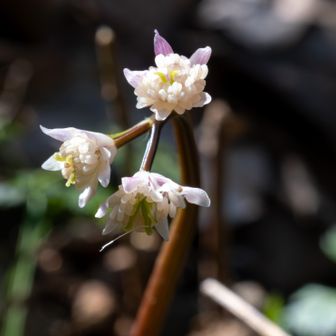 先客が３名おられ、撮影中
４株ほど咲いていました