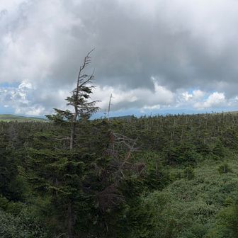 山頂からの眺め
やぐらがもう少し高かったら良いのに、、