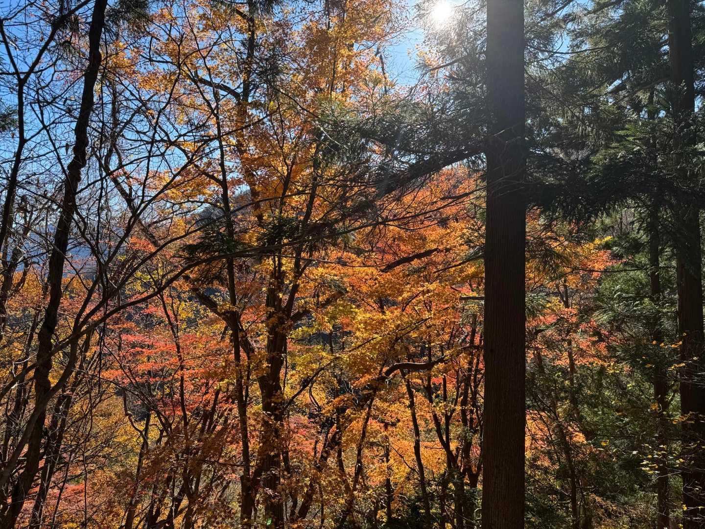 紅葉🍁見頃です☺️