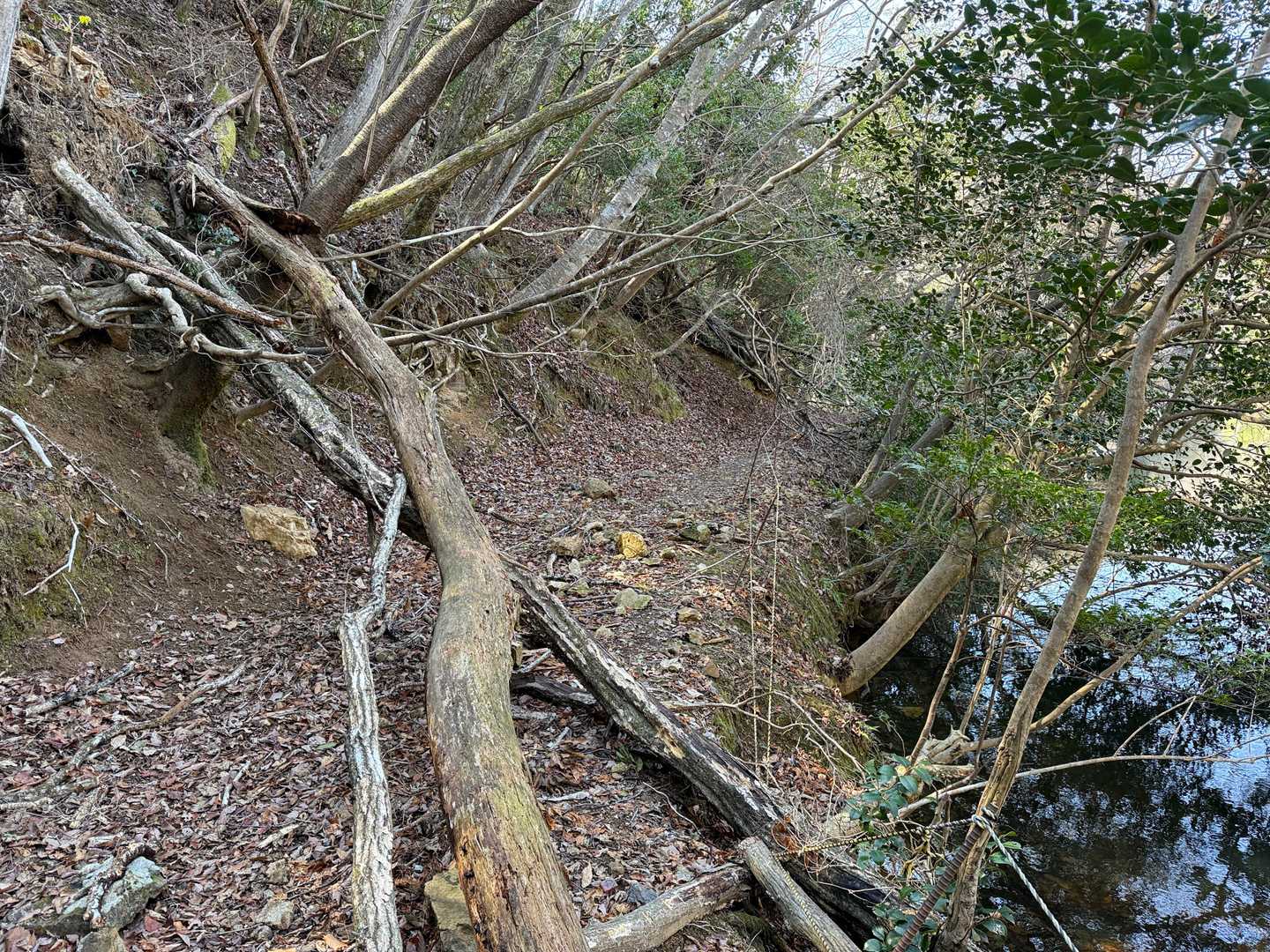 途中 倒木も有り　少し
荒れてます
