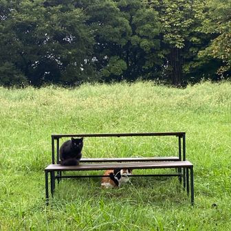 可愛いにゃんこがいました🐈‍⬛