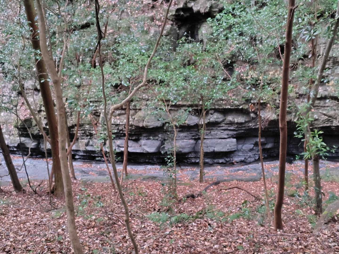 薬師岳-文珠岳-道白山 周回コースの写真