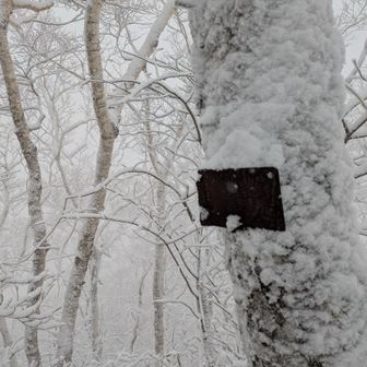 山頂にはよくわからないプレートのみ
晴れてればどこかから羊蹄山が見えるのかな🤔