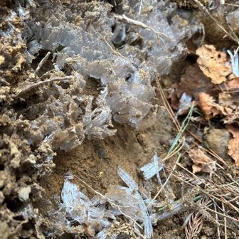 東峰近くで霜柱発見！😊