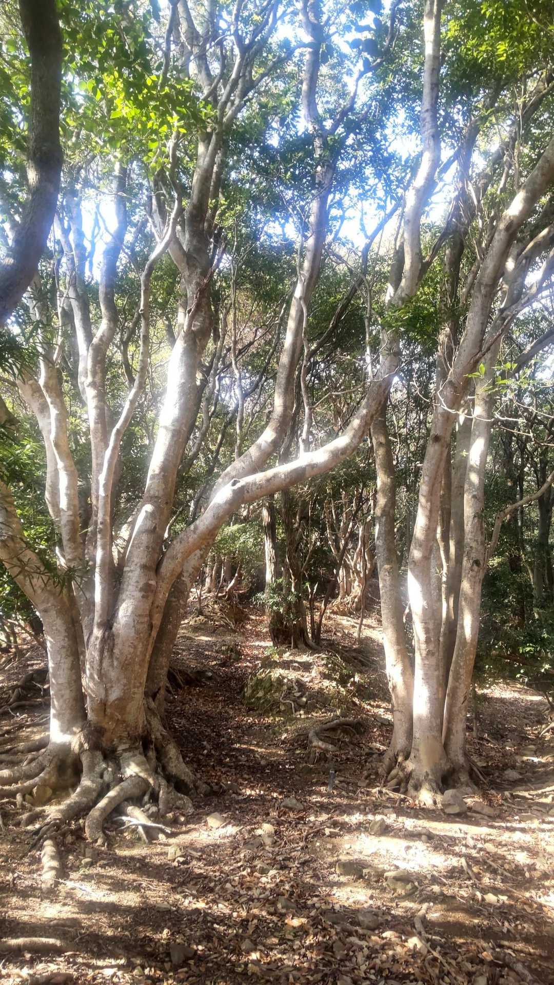高山登山口-高山 往復コースの写真