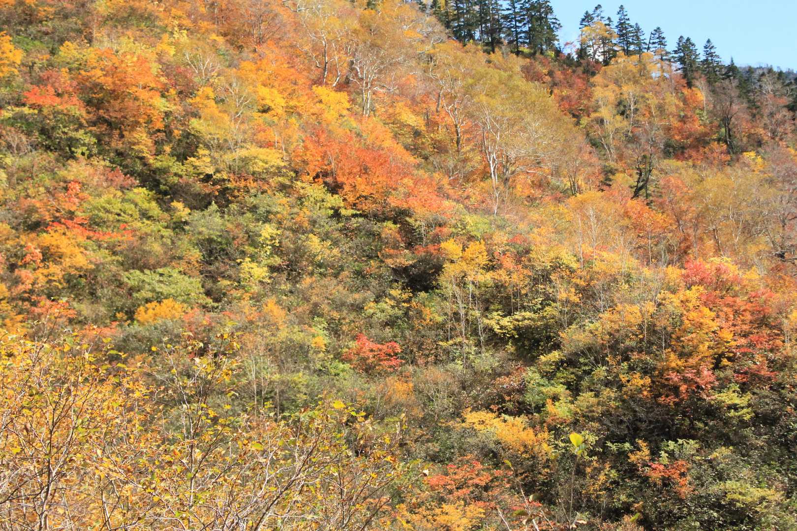 薬師岳登山口-アラスカ庭園-スイス庭園-日本庭園-三俣蓮華 縦走コースの写真