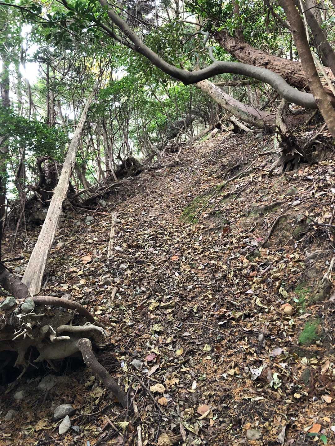 下山路も途中から迷って、ルート修正し、ようやく明確な道に出ました　YAMAPで確認は必要です😮‍💨