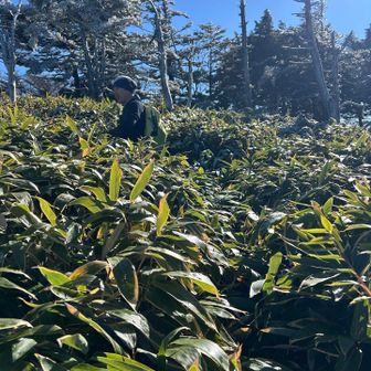 山頂付近少し薮💦