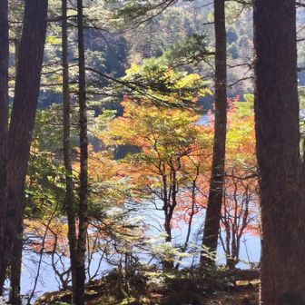 白駒池✨️行きのコースは池が見えそうで全貌は見えず😅でも水の澄んだ感じと静けさは伝わってきました😊💖✨️