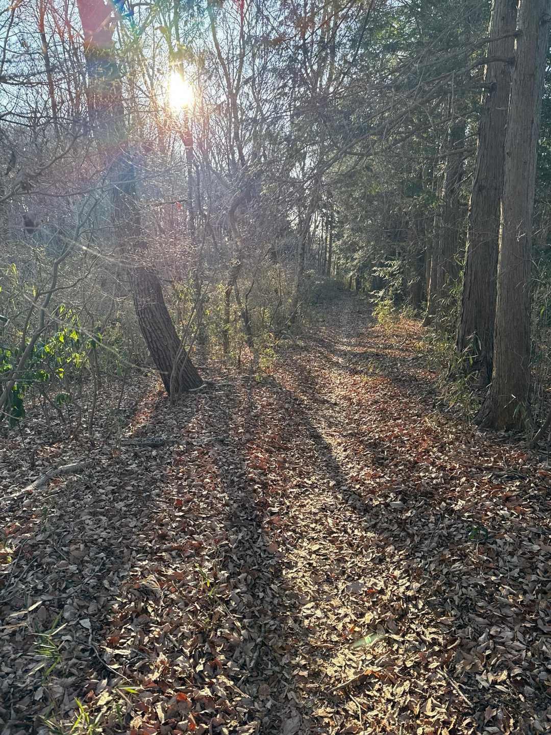 ルンルン🎶登山道。