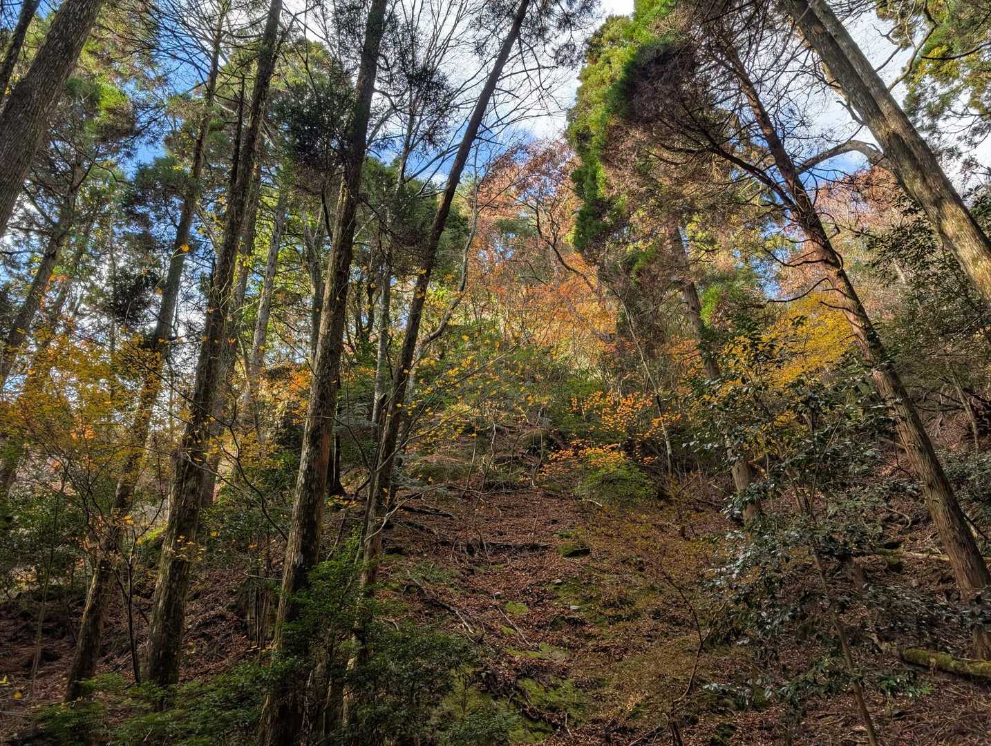 この辺りは綺麗🍁✨🍁✨