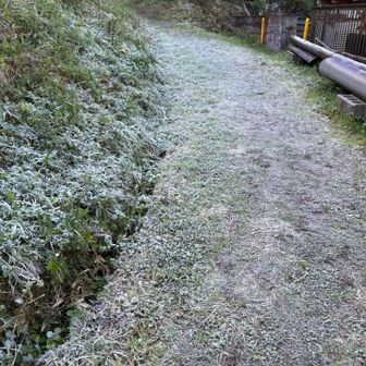 うっすら霜が降りてました