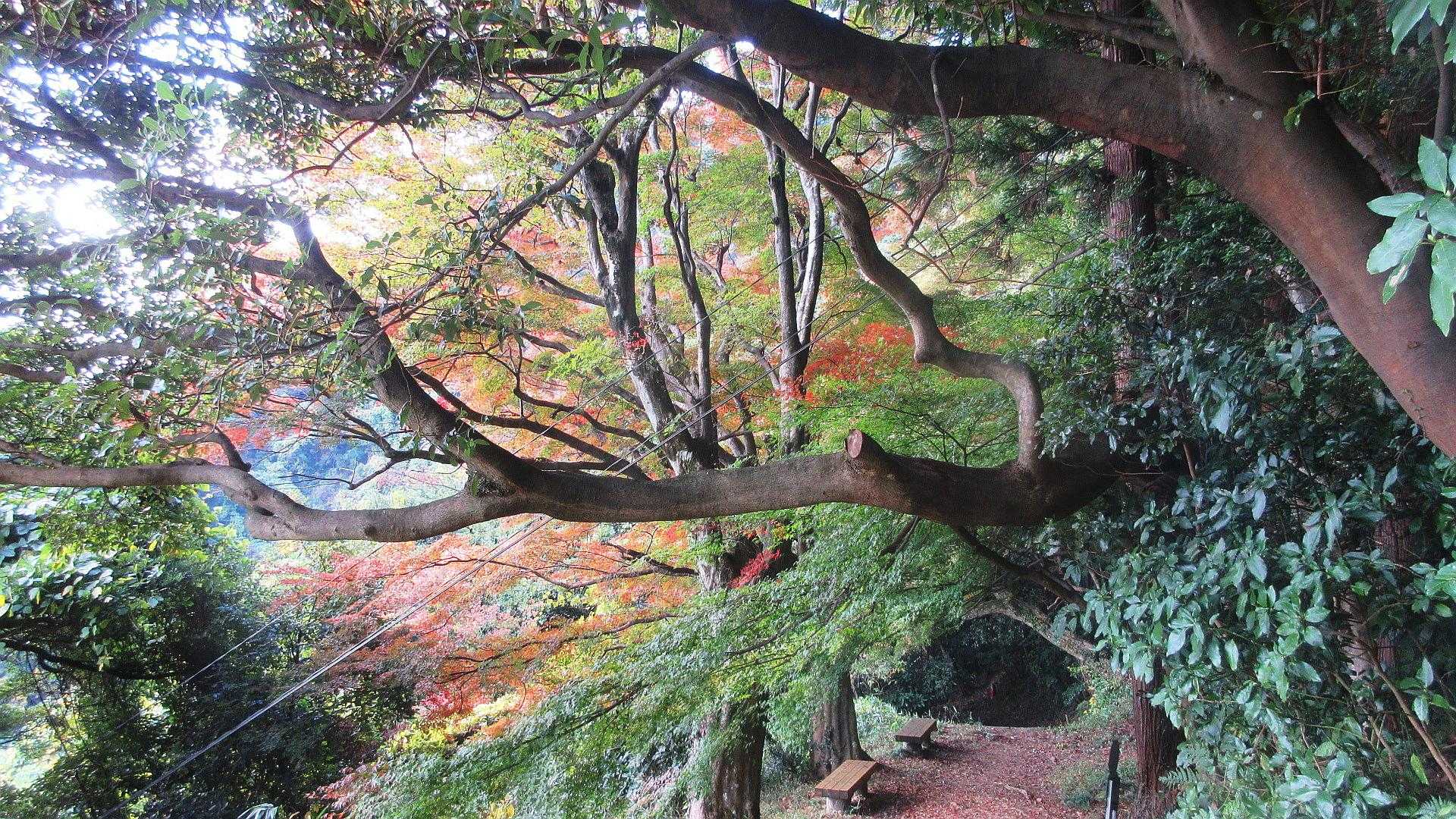 朝日山 往復コースの写真