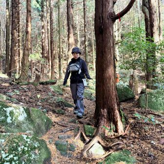 明るい森になりました