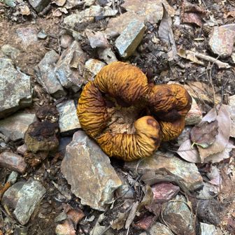 🍄ノウタケ