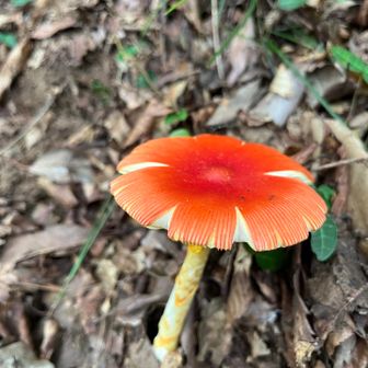 きのこ🍄➁