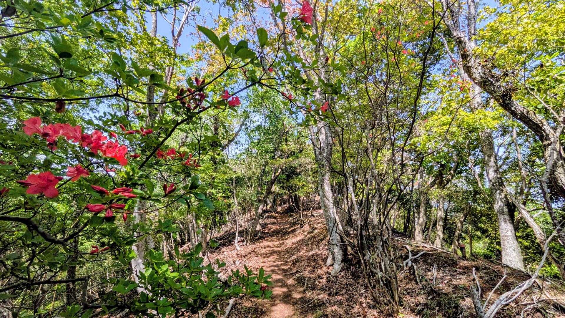 石射太郎山登山口-石射太郎-高宕観音堂 往復コースの写真