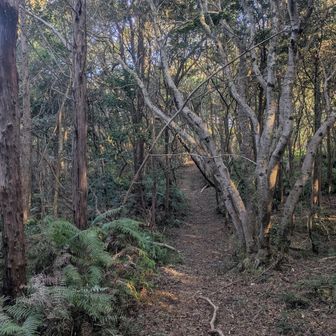 YAMAPではルート外ですが、めっちゃ整備されている、みはらしの森