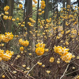 ポンポンだらけ♪