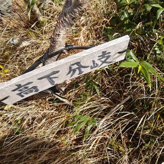 高下分岐。