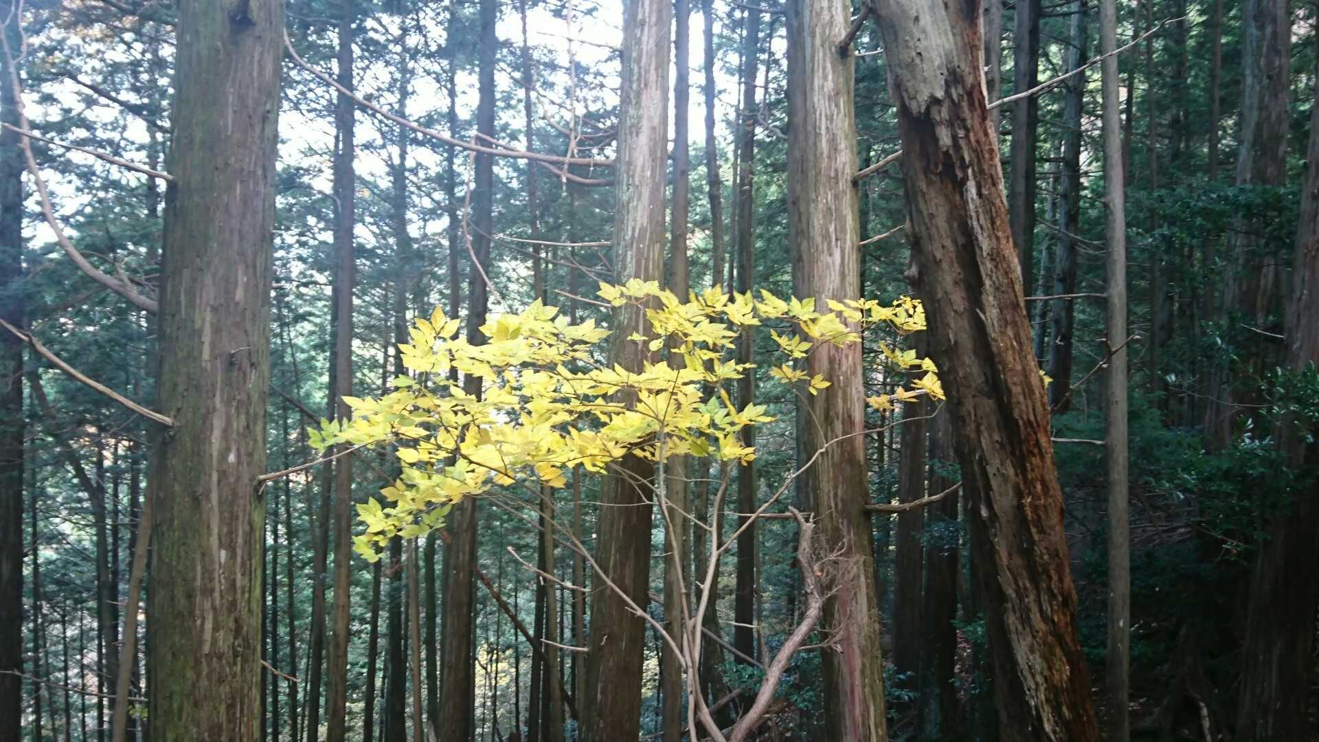 杉林に黄色く目立ちます。🤩