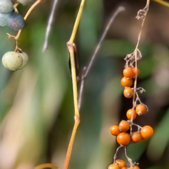 ノブドウとヘクソカズラの実