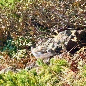 雷鳥に会えた😍